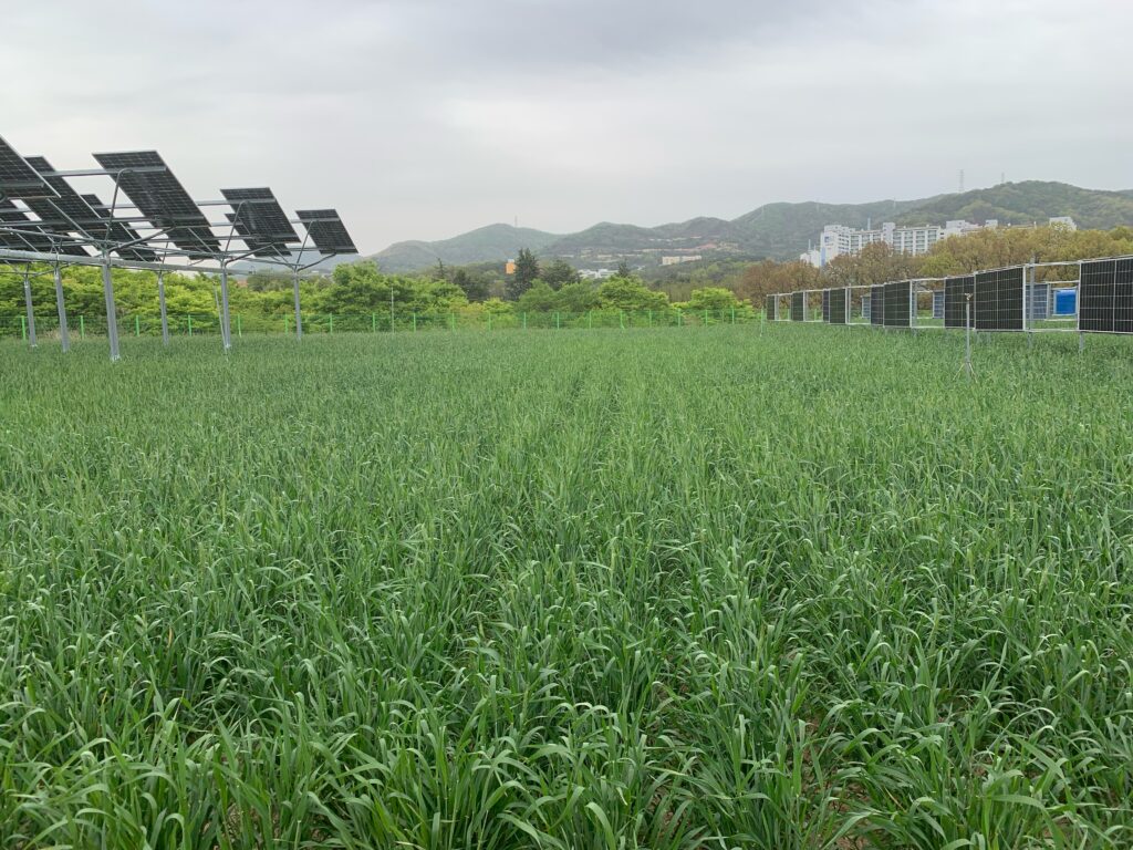 韓国の営農型太陽光発電所